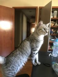 Lost Male Cat last seen Park, Dianella, WA 6059