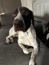 Reunited Male Dog last seen Ellis Ave , Dunn, NC 28334