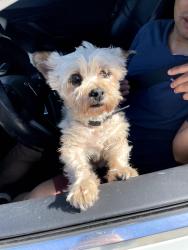Found/Stray Female Dog last seen green street and degas, Temple City, CA 91780