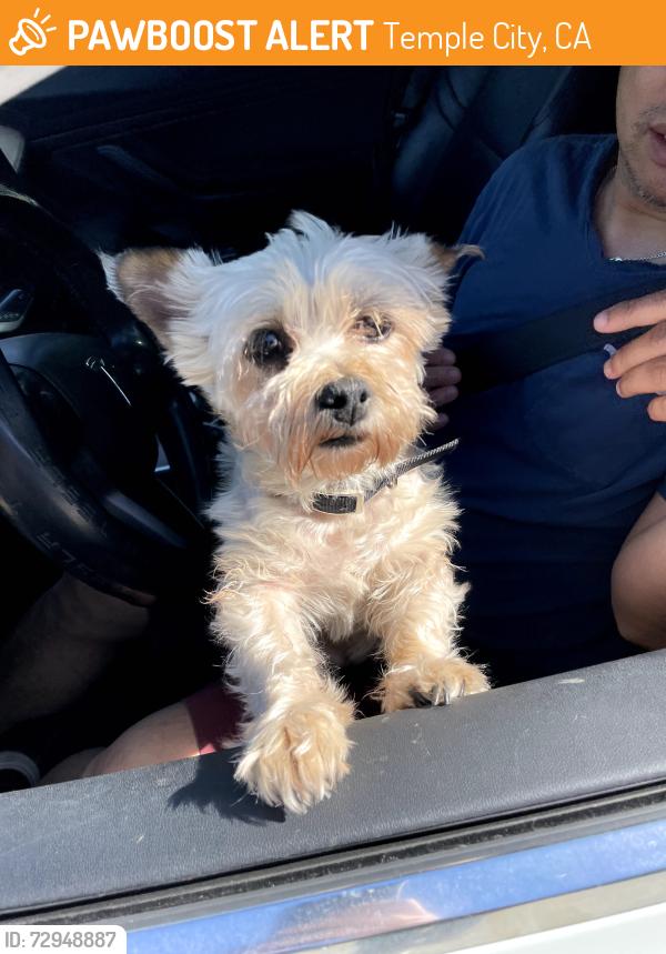 Found/Stray Female Dog last seen green street and degas, Temple City, CA 91780