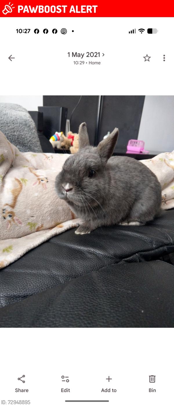 Lost Male Rabbit last seen Dog inn pub, Greater Manchester, England OL9