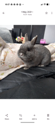 Lost Male Rabbit last seen Dog inn pub, Greater Manchester, England OL9