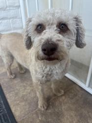 Reunited Female Dog last seen Ryderwood, Horizon City, TX 79928
