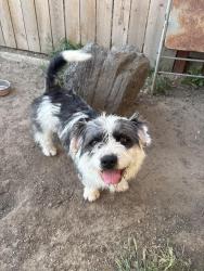 Reunited Male Dog last seen Kimball elementary , Antioch, CA 94509