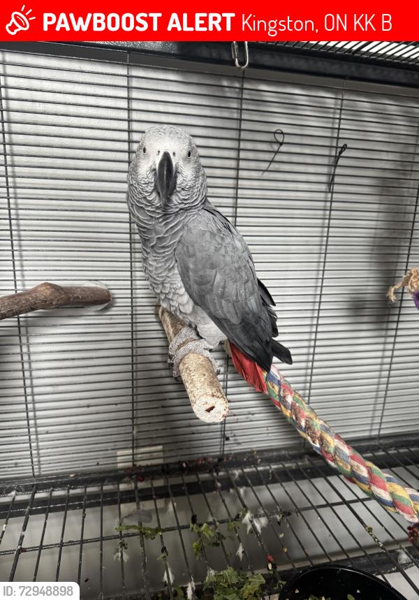 Lost Male Bird last seen Trees near and in belle park. , Kingston, ON K7K 3B2