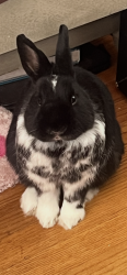Lost Male Rabbit last seen Orchard & chapel, New Haven, CT 06790