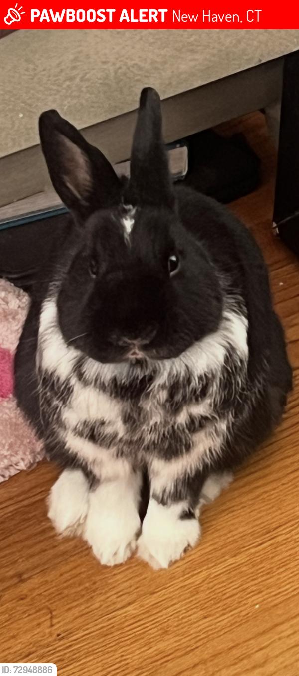 Lost Male Rabbit last seen Orchard & chapel, New Haven, CT 06790