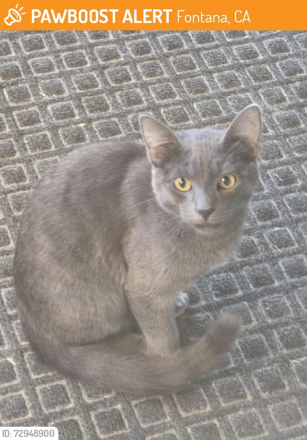 Found/Stray Male Cat last seen Horseshoe Way, Fontana, CA 92336