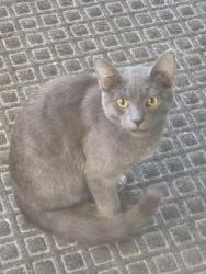 Found/Stray Male Cat last seen Horseshoe Way, Fontana, CA 92336