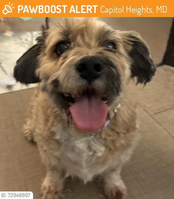 Found/Stray Male Dog last seen Central Avenue 7 eleven parking lot, Capitol Heights, MD 20743