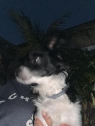 Found/Stray Unknown Dog last seen Near and Lemoli , El Camino Village, CA 90249