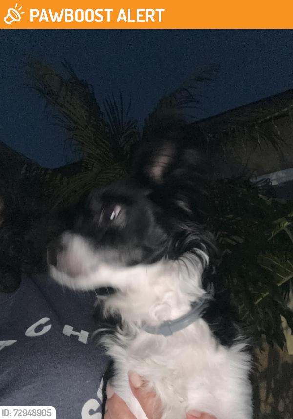 Found/Stray Unknown Dog last seen Near and Lemoli , El Camino Village, CA 90249