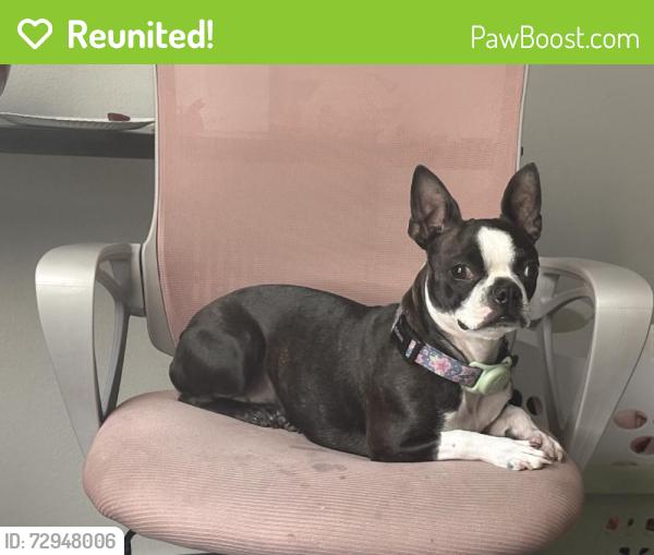 Reunited Female Dog last seen Near Elderberry Run, Manhattan, KS 66502, USA, Manhattan, KS 66502