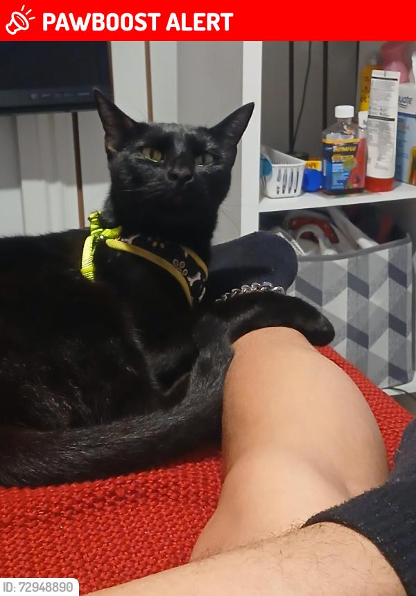Lost Female Cat last seen Plaza, West Palm Beach, FL 33409