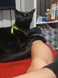 Lost Female Cat last seen Plaza, West Palm Beach, FL 33409