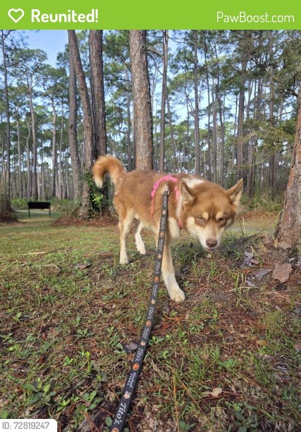 Reunited Male Dog last seen Halls Mill rd and Government Blvd , Mobile, AL 36693