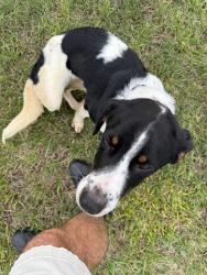 Found/Stray Male Dog last seen Murdock and Duck Creek Rd, Troutman, NC 28677