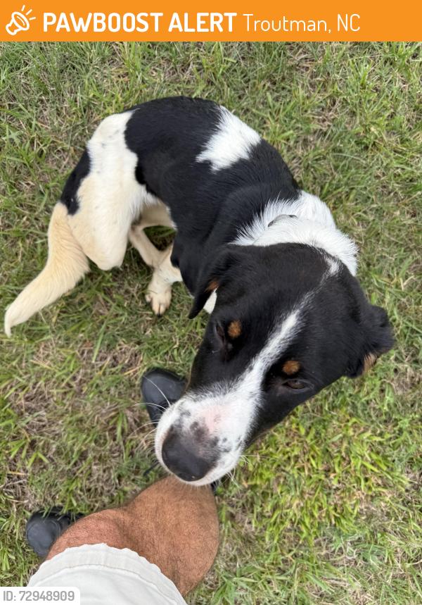 Found/Stray Male Dog last seen Murdock and Duck Creek Rd, Troutman, NC 28677
