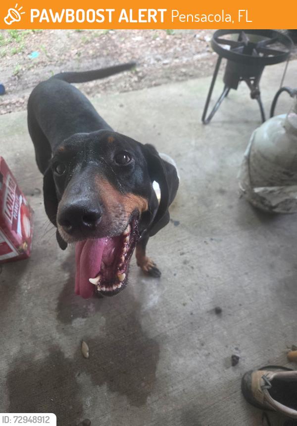 Found/Stray Male Dog last seen West Florida Higj School, Burgess Road, Pensacola, FL 32503