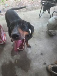Found/Stray Male Dog last seen West Florida Higj School, Burgess Road, Pensacola, FL 32503