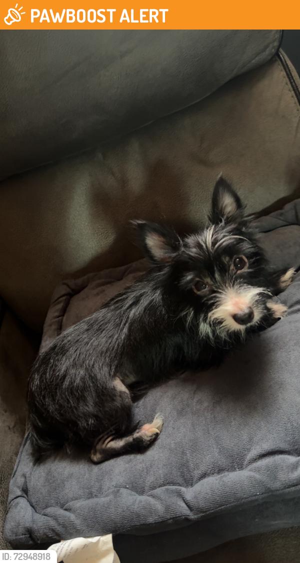 Found/Stray Female Dog last seen Fort Walton beach hosp , Fort Walton Beach, FL 32547