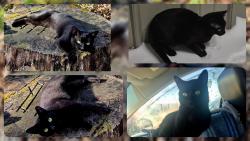 Lost Male Cat last seen Martinsville,  in, Martinsville, IN 46151