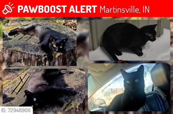 Lost Male Cat last seen Martinsville,  in, Martinsville, IN 46151