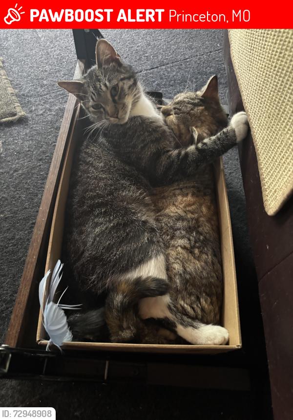 Lost Male Cat last seen Lake Marie , Princeton, MO 64673