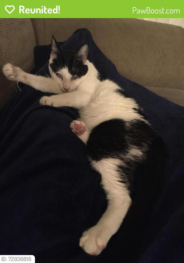 Reunited Male Cat last seen Near Bus Between Downtown and Los Feliz, Los Angeles, CA 90026