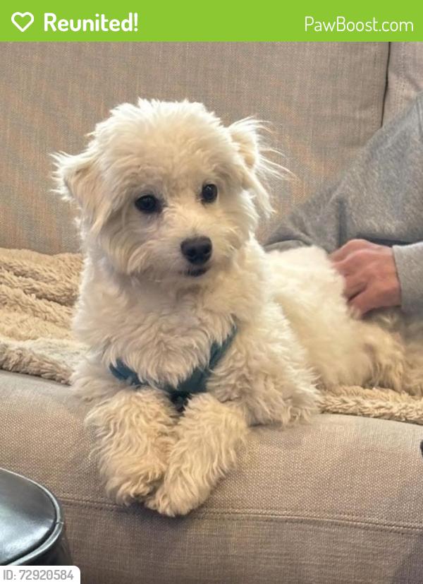 Reunited Male Dog last seen Montclair Ave. & Beverly Ave., Montclair, NJ 07042