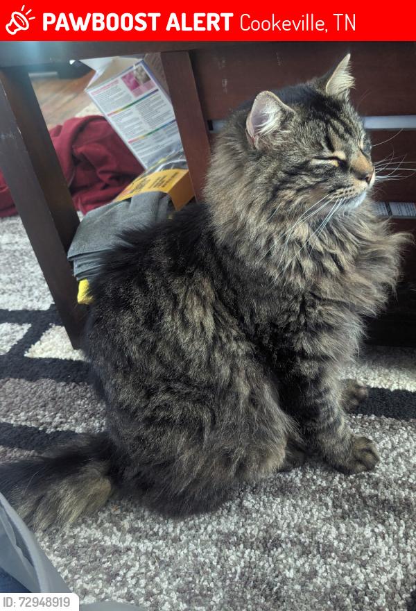 Lost Male Cat last seen The Doodle, Cookeville, TN 38501