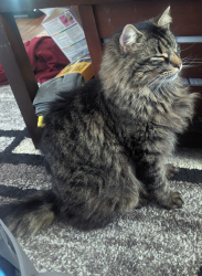 Lost Male Cat last seen The Doodle, Cookeville, TN 38501