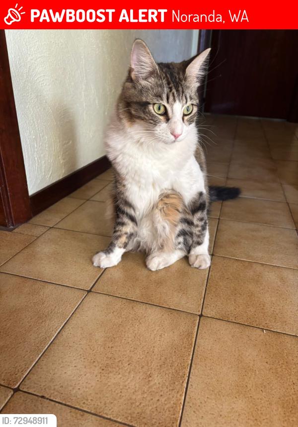 Lost Male Cat last seen Ardross way noranda , Noranda, WA 6062