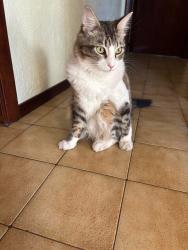 Lost Male Cat last seen Ardross way noranda , Noranda, WA 6062