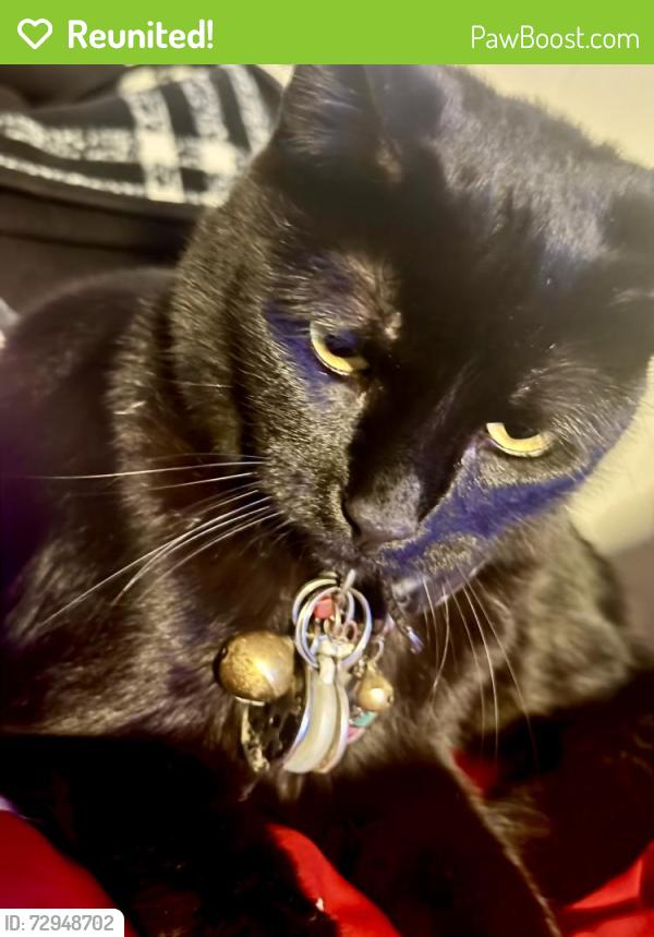 Reunited Male Cat last seen Near N Main St, Cibolo, TX 78108, USA, Cibolo, TX 78108