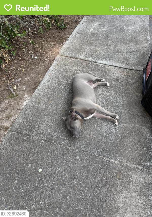 Reunited Male Dog last seen Delk rd and powers ferry rd, Marietta, GA 30067
