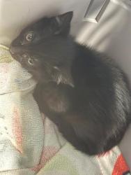 Shelter Stray Female Cat last seen CHARLOTTE, Charlotte, NC 28217