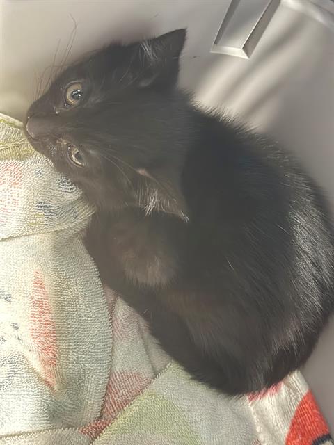 Shelter Stray Female Cat last seen CHARLOTTE, Charlotte, NC 28217