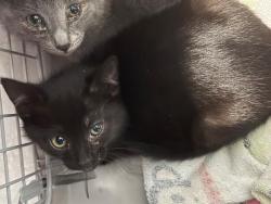 Shelter Stray Male Cat last seen CHARLOTTE, Charlotte, NC 28217