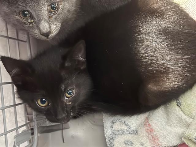 Shelter Stray Male Cat last seen CHARLOTTE, Charlotte, NC 28217