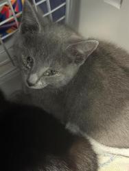 Shelter Stray Female Cat last seen CHARLOTTE, Charlotte, NC 28217