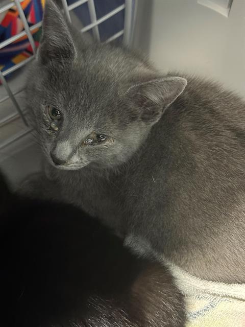 Shelter Stray Female Cat last seen CHARLOTTE, Charlotte, NC 28217