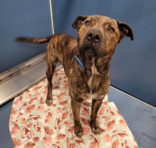 Shelter Stray Male Dog last seen Near BLOCK HEYDEN ST, DETROIT MI 48228, Detroit, MI 48211