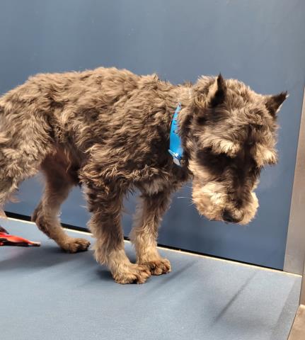 Shelter Stray Male Dog last seen Near BLOCK W DAVISON ST, DETROIT MI 48238, Detroit, MI 48211