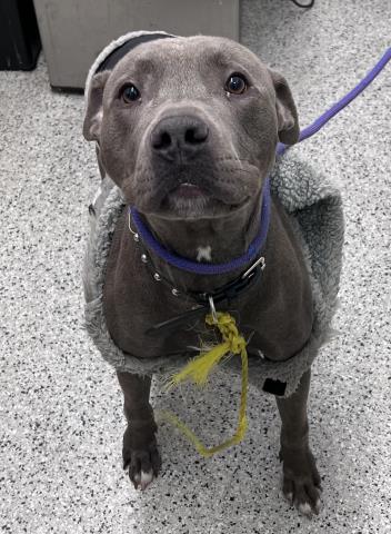 Shelter Stray Male Dog last seen Near BLOCK NORTHLAWN ST, DETROIT MI 48238, Detroit, MI 48211