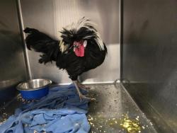 Shelter Stray Male Bird last seen Near BLOCK ARNO SE, Albuquerque, NM 87121