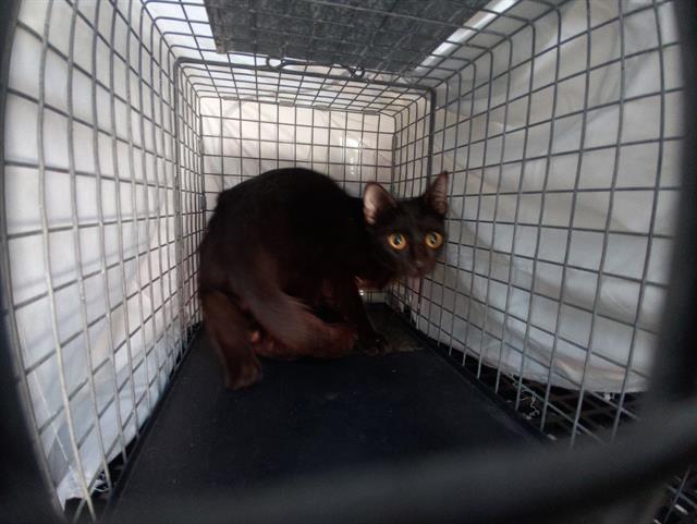 Shelter Stray Unknown Cat last seen Near BLOCK N ANDREWS AV, WILTON MANORS FL 33311, Davie, FL 33312