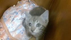 Shelter Stray Female Cat last seen LAS, Doral, FL 33122