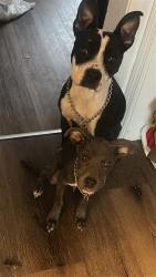 Reunited Female Dog last seen White Castle on 5th ave, Columbus, OH 43201