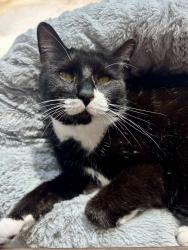 Reunited Female Cat last seen Ashland and Green Bay Road, Evanston, IL 60201
